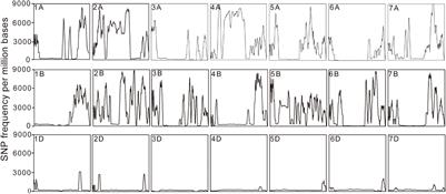 Genome-Wide and Exome-Capturing Sequencing of a Gamma-Ray-Induced Mutant Reveals Biased Variations in Common Wheat